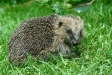 Hedgehog